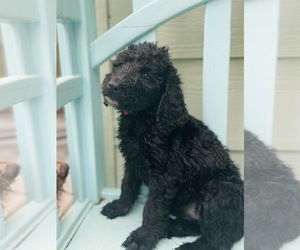Labradoodle-Poodle (Standard) Mix Litter for sale in POLLOCK PINES, CA, USA