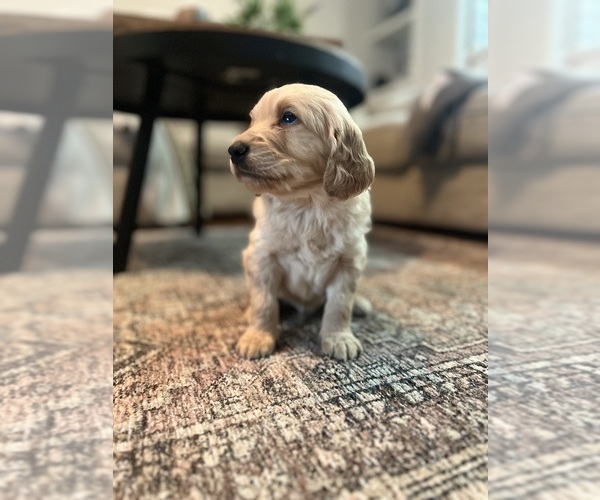 Medium Photo #1 Goldendoodle Puppy For Sale in AVA, MO, USA