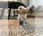 Small Photo #1 Goldendoodle Puppy For Sale in AVA, MO, USA