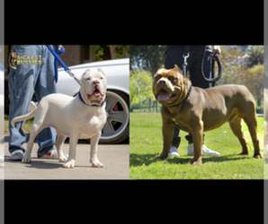 American Bully Litter for sale in JURUPA VALLEY, CA, USA