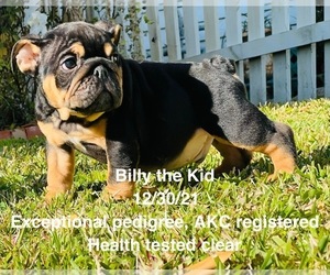 English Bulldog Litter for sale in SHIPSHEWANA, IN, USA