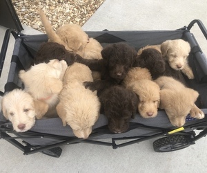 Labradoodle-Poodle (Standard) Mix Litter for sale in BOAZ, KY, USA