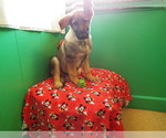 Small Photo #1 German Shepherd Dog Puppy For Sale in PATERSON, NJ, USA
