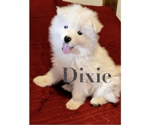 Samoyed Litter for sale in TAMPICO, IL, USA
