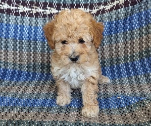 Poodle (Miniature) Litter for sale in CLARE, MI, USA