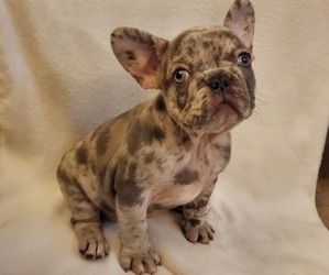 French Bulldog Litter for sale in GERMANTOWN, WI, USA