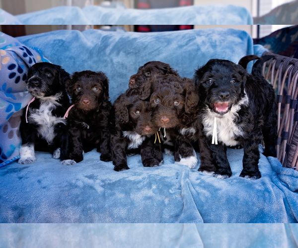 Medium Photo #1 Portuguese Water Dog Puppy For Sale in NAMPA, ID, USA