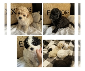 Poodle (Toy) Litter for sale in SECAUCUS, NJ, USA