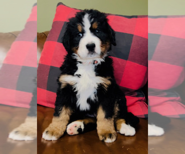 Medium Photo #1 Bernese Mountain Dog Puppy For Sale in GREENVILLE, SC, USA