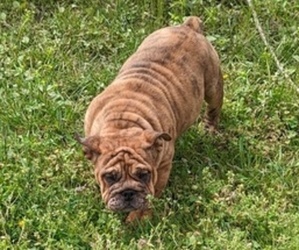 Bulldog Litter for sale in GREEN FOREST, AR, USA