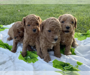 Cavapoo Litter for sale in GREELEY, CO, USA