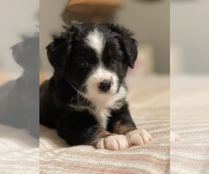 Miniature Australian Shepherd Litter for sale in BELLVIEW, FL, USA