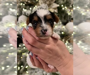 Yorkshire Terrier Litter for sale in BURNSVILLE, MN, USA