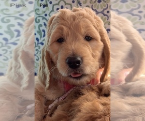 Goldendoodle Litter for sale in INEZ, KY, USA
