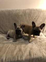 French Bulldog Litter for sale in BROOKLYN, NY, USA