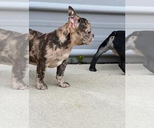 French Bulldog Litter for sale in CHESAPEAKE, VA, USA
