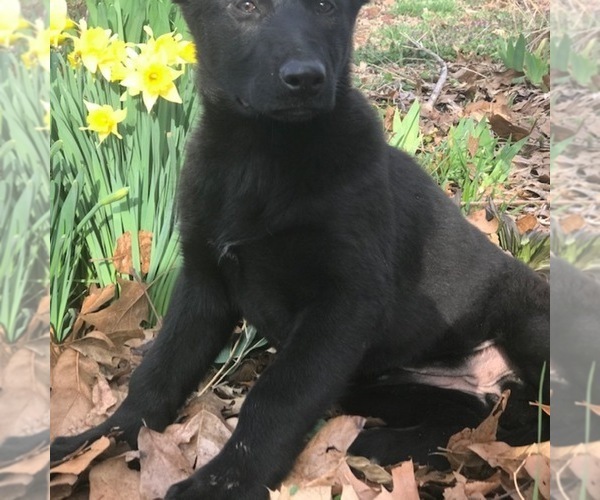 Medium Photo #1 German Shepherd Dog Puppy For Sale in FORDLAND, MO, USA