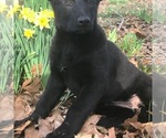 Small Photo #1 German Shepherd Dog Puppy For Sale in FORDLAND, MO, USA