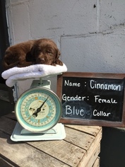 Labrador Retriever Litter for sale in ARCANUM, OH, USA