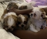 Small Photo #1 Shih Tzu Puppy For Sale in HAMPSTEAD, NC, USA