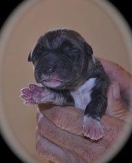 Irish Wolfhound Litter for sale in CHARLESTOWN, IN, USA