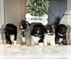 Akita Litter for sale in MONMOUTH, OR, USA