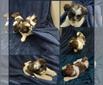 Small Photo #1 Shih Tzu Puppy For Sale in THE WOODLANDS, TX, USA