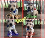 Small Photo #1 Labrador Retriever Puppy For Sale in FAWN, PA, USA