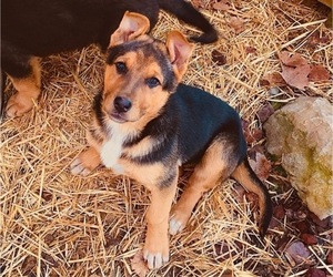 Australian Kelpie-German Shepherd Dog Mix Litter for sale in PETERSBURG, TN, USA