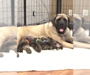 Mastiff Litter for sale in HOLLANDALE, MN, USA