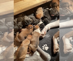 Boxer Litter for sale in CHATFIELD, MN, USA