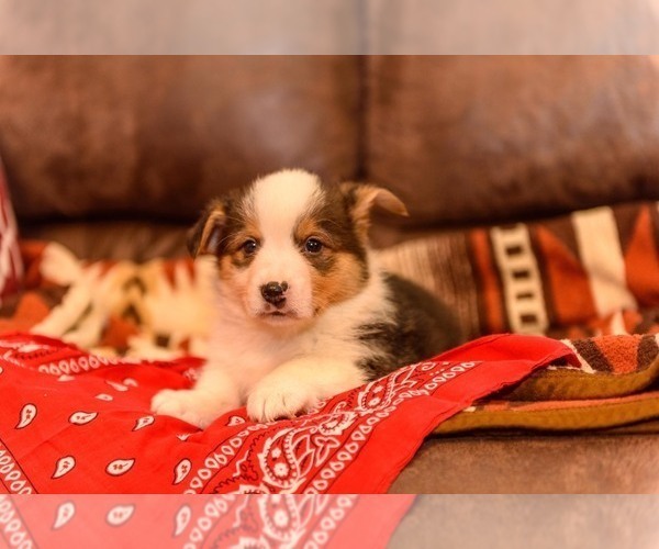 Medium Photo #1 Pembroke Welsh Corgi Puppy For Sale in NEWVILLE, PA, USA
