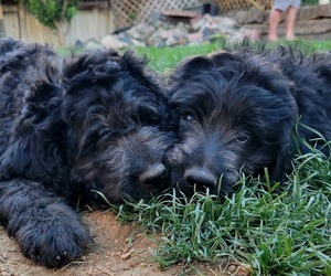 Labradoodle Litter for sale in THORNTON, CO, USA