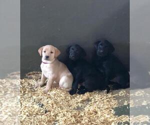 Labrador Retriever Litter for sale in WESTBY, WI, USA
