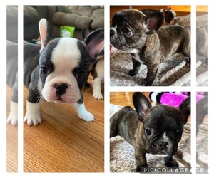 French Bulldog Litter for sale in MADISONVILLE, TN, USA