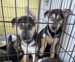 German Shepherd Dog-Siberian Husky Mix Litter for sale in NEW ALBANY, IN, USA