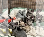Small Photo #1 French Bulldog Puppy For Sale in JURUPA VALLEY, CA, USA