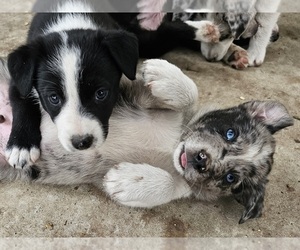 Border-Aussie Litter for sale in ATASCOCITA, TX, USA