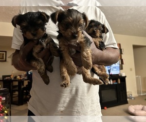 Yorkshire Terrier Litter for sale in GREECE, NY, USA