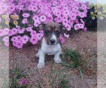 Small Alapaha Blue Blood Bulldog-Jack Russell Terrier Mix
