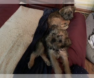 Brussels Griffon Litter for sale in LEBANON, OH, USA
