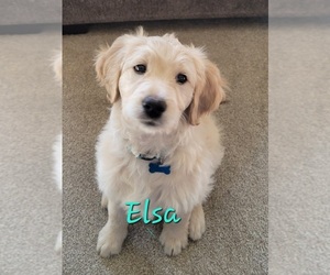 Goldendoodle Litter for sale in NAMPA, ID, USA