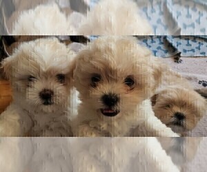 Lhasa Apso Litter for sale in TARRYTOWN, NY, USA
