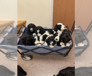 Sheepadoodle Litter for sale in SPRINGFIELD, IL, USA