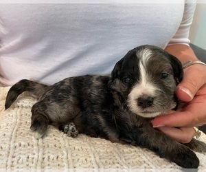 Bernedoodle (Miniature) Litter for sale in ALBION, NJ, USA