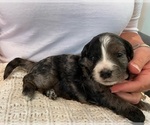 Small Photo #1 Bernedoodle (Miniature) Puppy For Sale in ALBION, NJ, USA