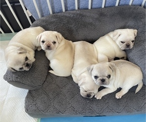 Pug Litter for sale in MACOMB, MI, USA