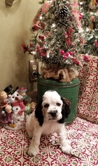 Cocker Spaniel Litter for sale in SPRINGFIELD, MO, USA