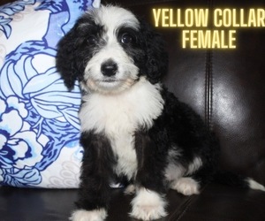 Bernedoodle Litter for sale in ROCKY MOUNT, NC, USA