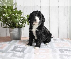 Portuguese Water Dog Litter for sale in MILLERSBURG, OH, USA